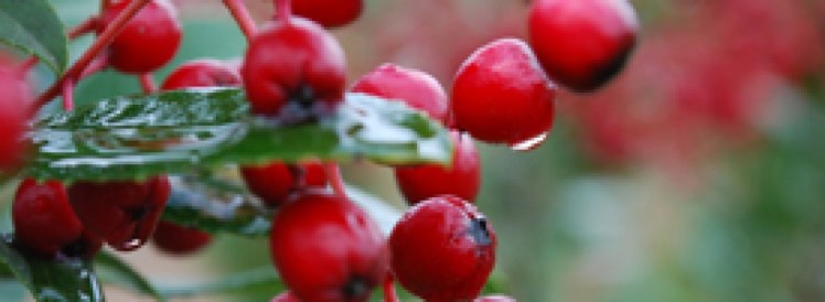 cropped-toyon_berries_wet.jpg