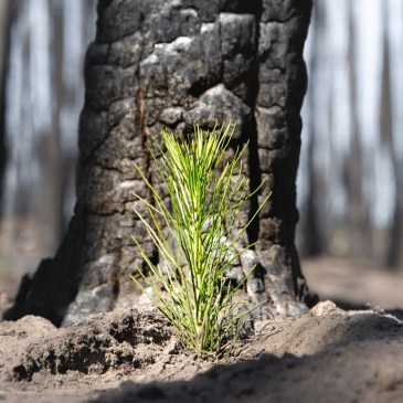 tree seedling in front of burned tree